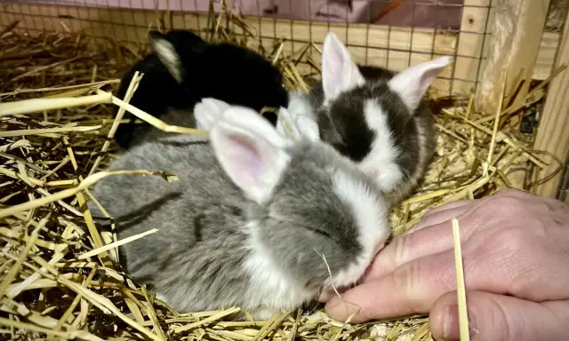Små kaniner i halm, deras kanin ålder är svår att avgöra men de är söta. En hand sträcker sig mot dem.