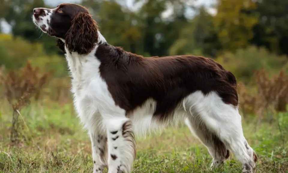 En stolt springer spaniel står i gräset, redo för äventyr.