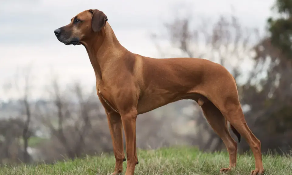 En ståtlig rhodesian ridgeback står i profil på ett gräsbevuxet fält. Hunden ser ut att vara redo för en ny chans, kanske en omplacering.