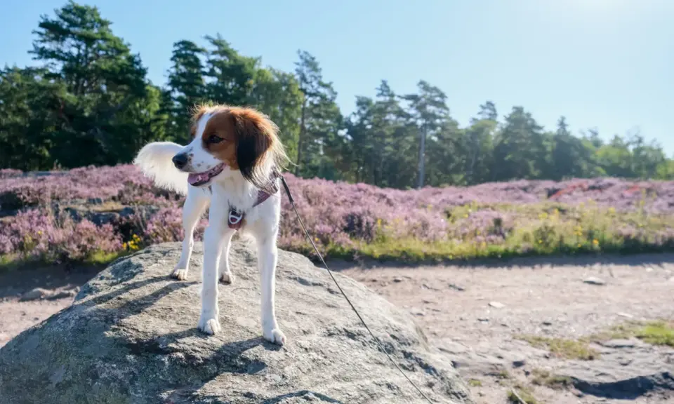 En glad hund står på en sten med ljungfält och träd i bakgrunden.
