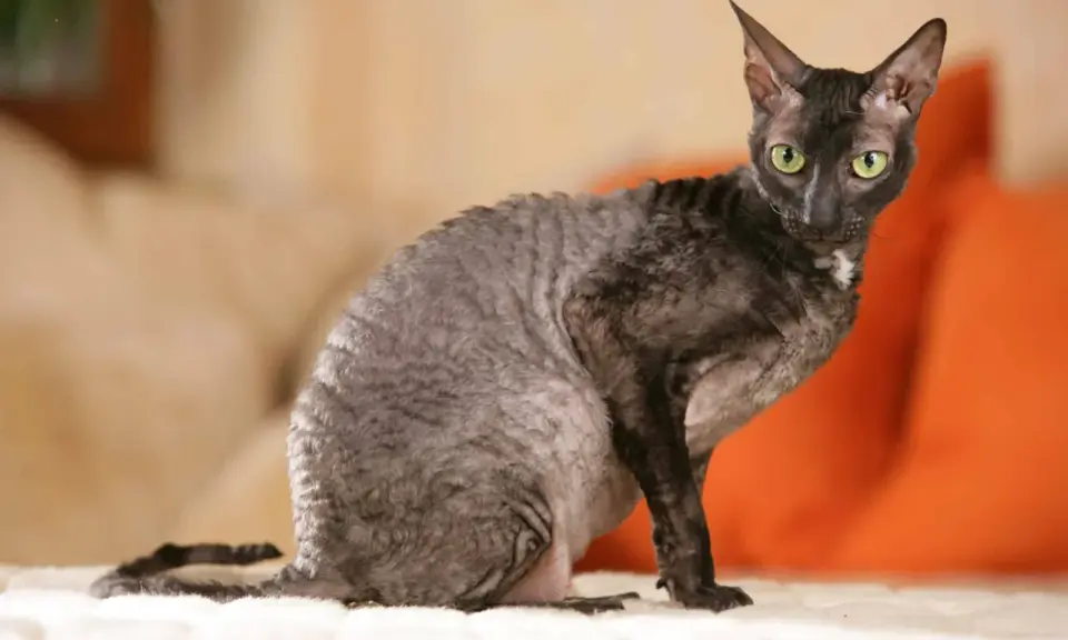 En Cornish Rex med grå, vågig päls och gröna ögon sitter på en vit yta.