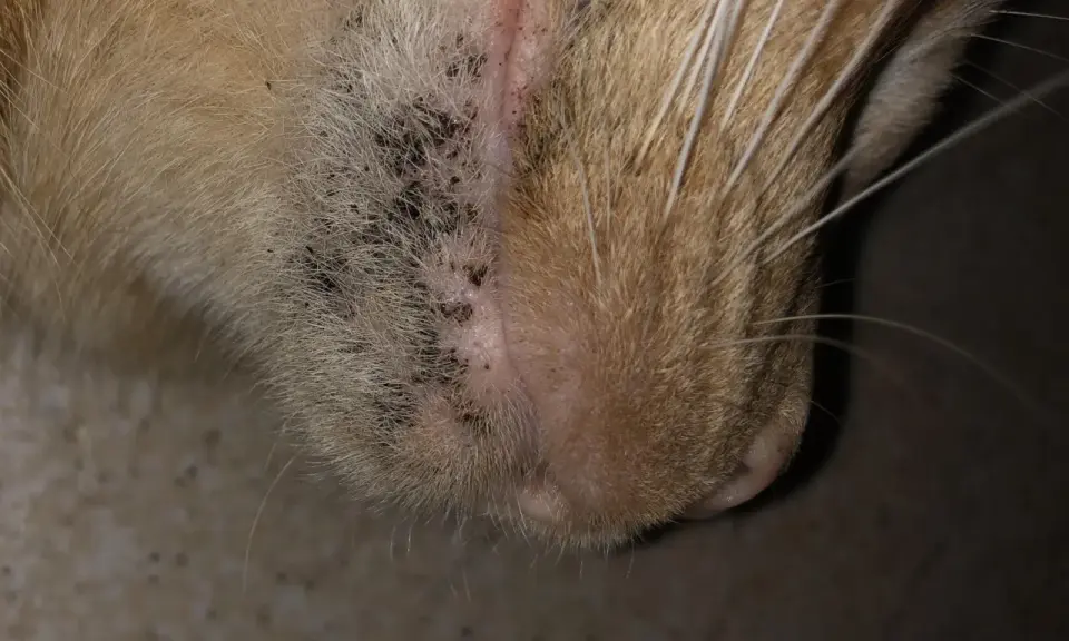 Närbild på en katts haka med mörka prickar, vilket kan vara tecken på katt akne.