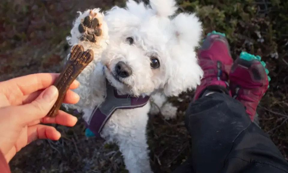 En söt hundvalp sträcker upp tassen mot ett tuggben. Tuggben hund farligt? Kanske inte detta, men var försiktig med vad din hund tuggar på.