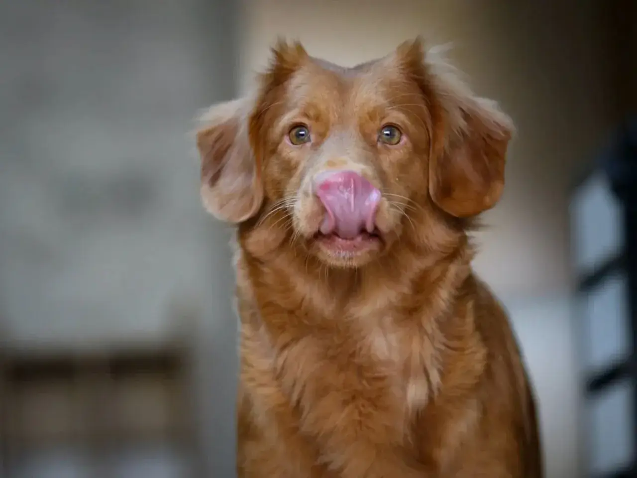 En brun hund med tungan ute, som om den vill prata med hundar.