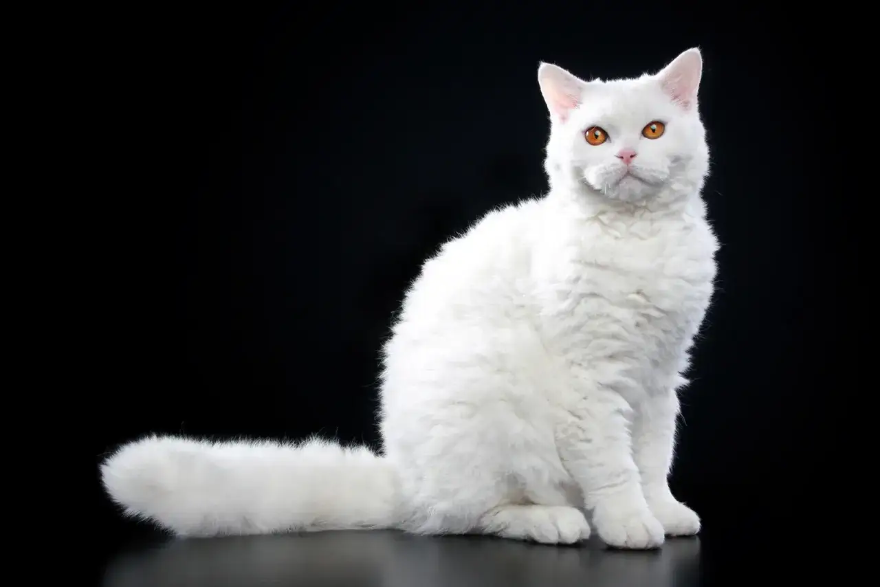 En vit cornish rex med orange ögon sitter på en svart bakgrund. Dess vågiga päls ser mjuk ut.