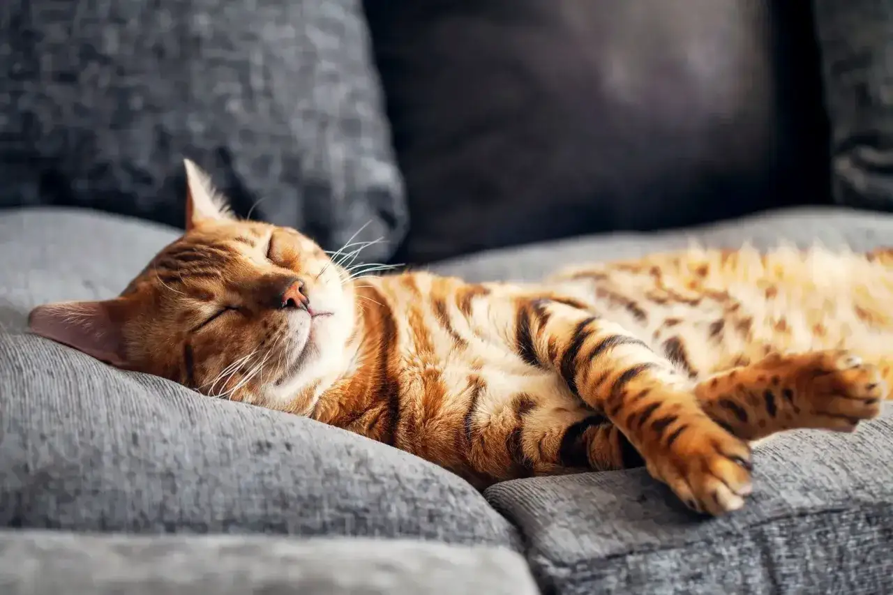 En bengalisk katt sover djupt p&aring; en gr&aring; soffa. Denna bild illustrerar hur mycket sover en katt, som ofta &auml;r 12-16 timmar per dag.