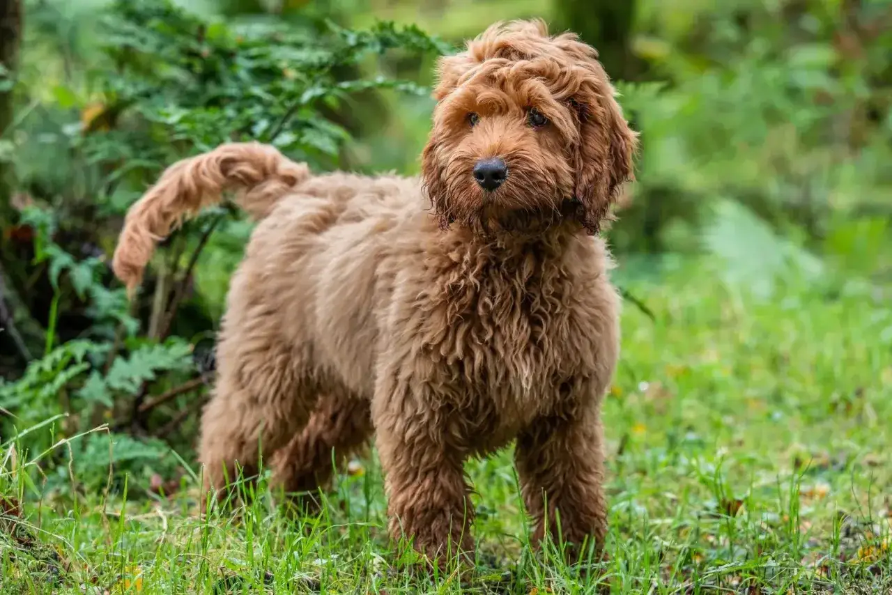 En fluffig, vuxen cockerpoo med r&ouml;dbrun p&auml;ls st&aring;r i gr&auml;set med skog i bakgrunden.