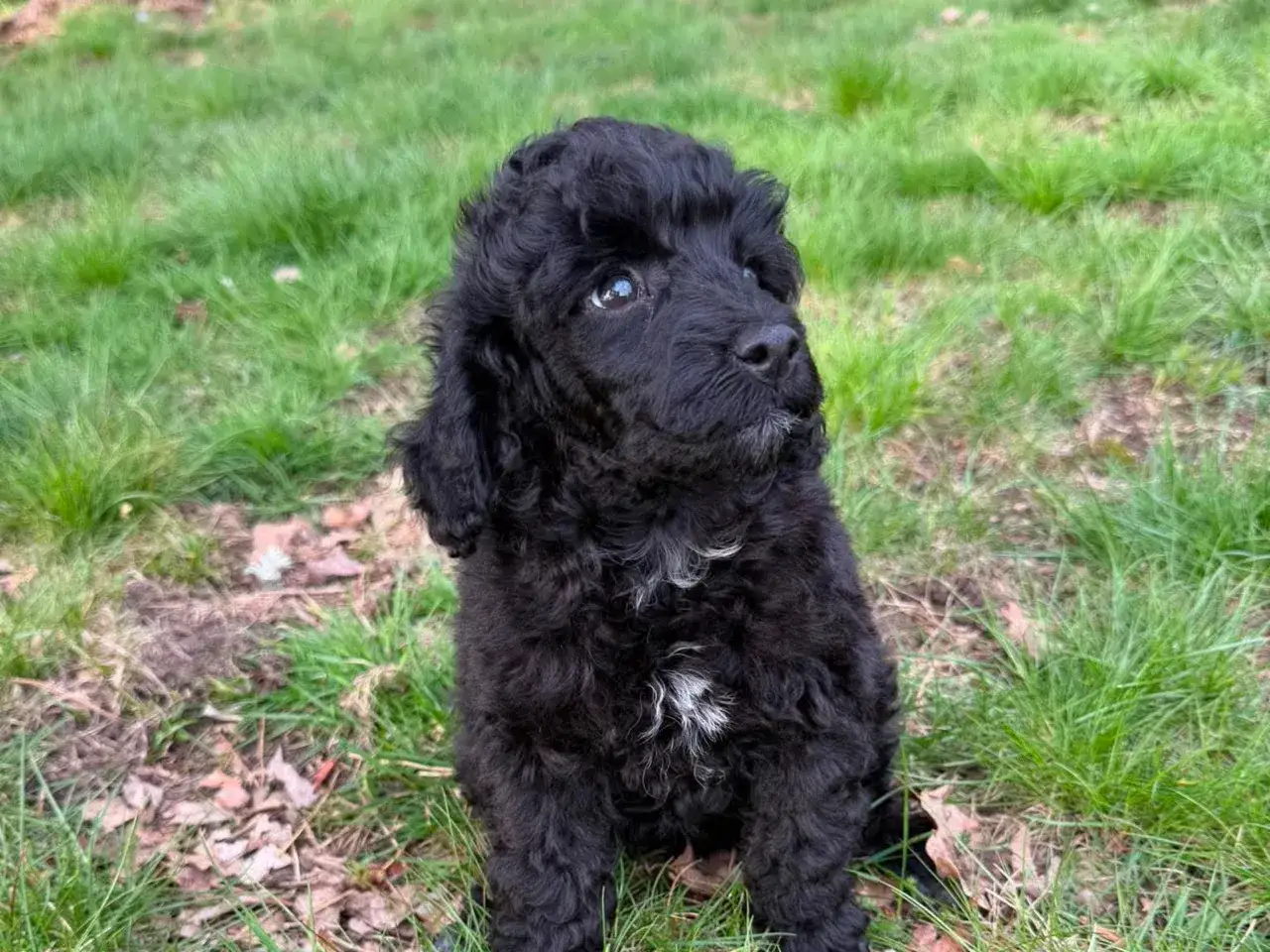 En svart, lockig hundvalp, en mellan pudel, sitter i gräset och tittar nyfiket åt sidan.
