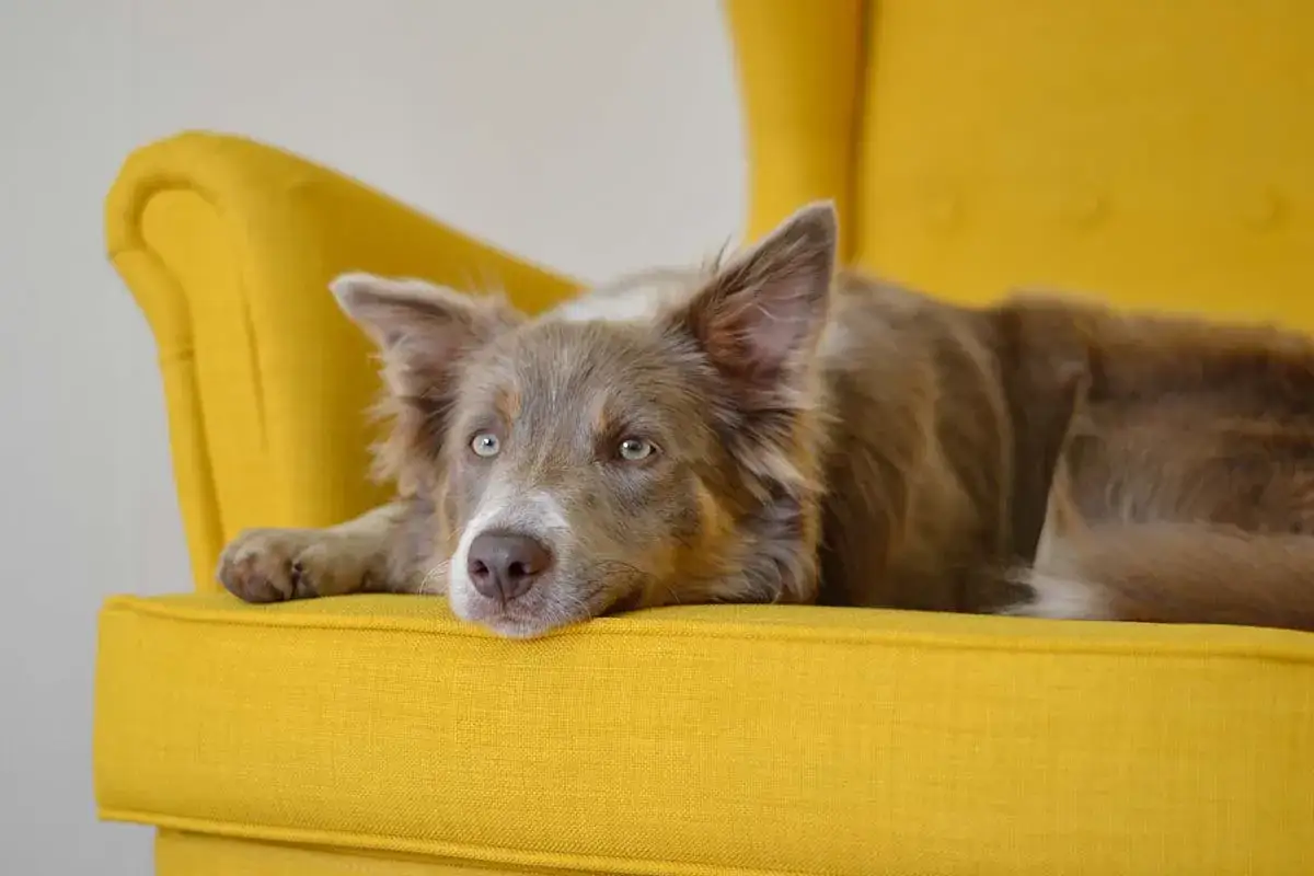 En brun hund med bl&aring; &ouml;gon ligger utstr&auml;ckt p&aring; en gul f&aring;t&ouml;lj. Den ser tr&ouml;tt ut, som om den verkligen orkar inte g&aring; ut med hunden.