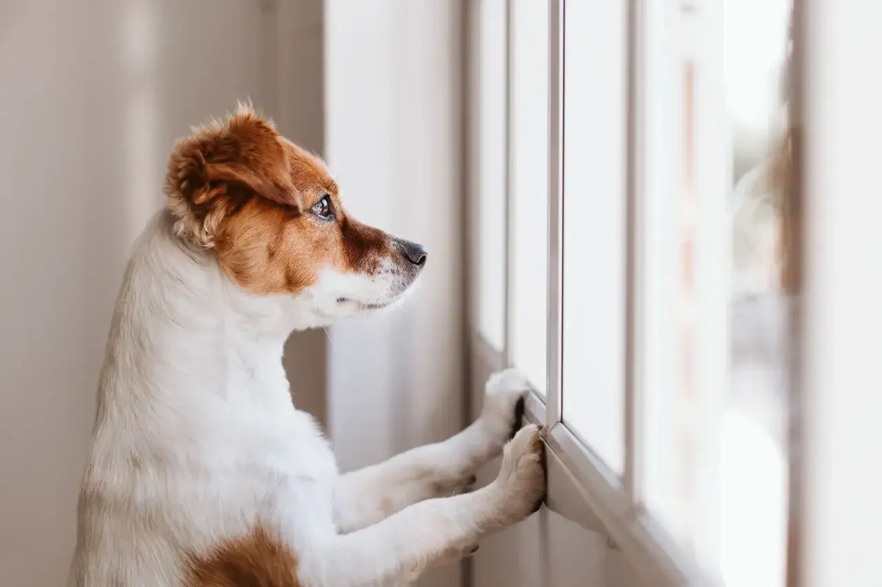 En hund ensam hemma tittar längtansfullt ut genom fönstret.
