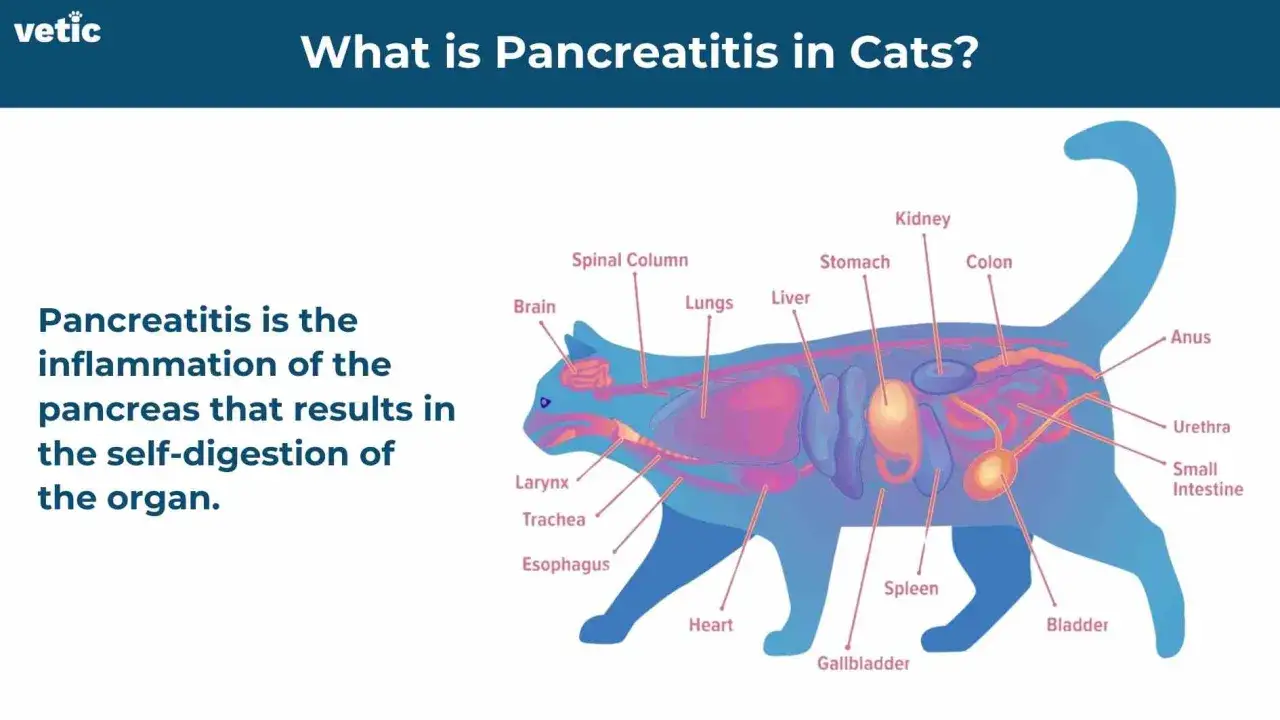 Illustration av en katts inre organ som visar var bukspottkörteln sitter. Texten förklarar att pankreatit katt är inflammation i bukspottkörteln.