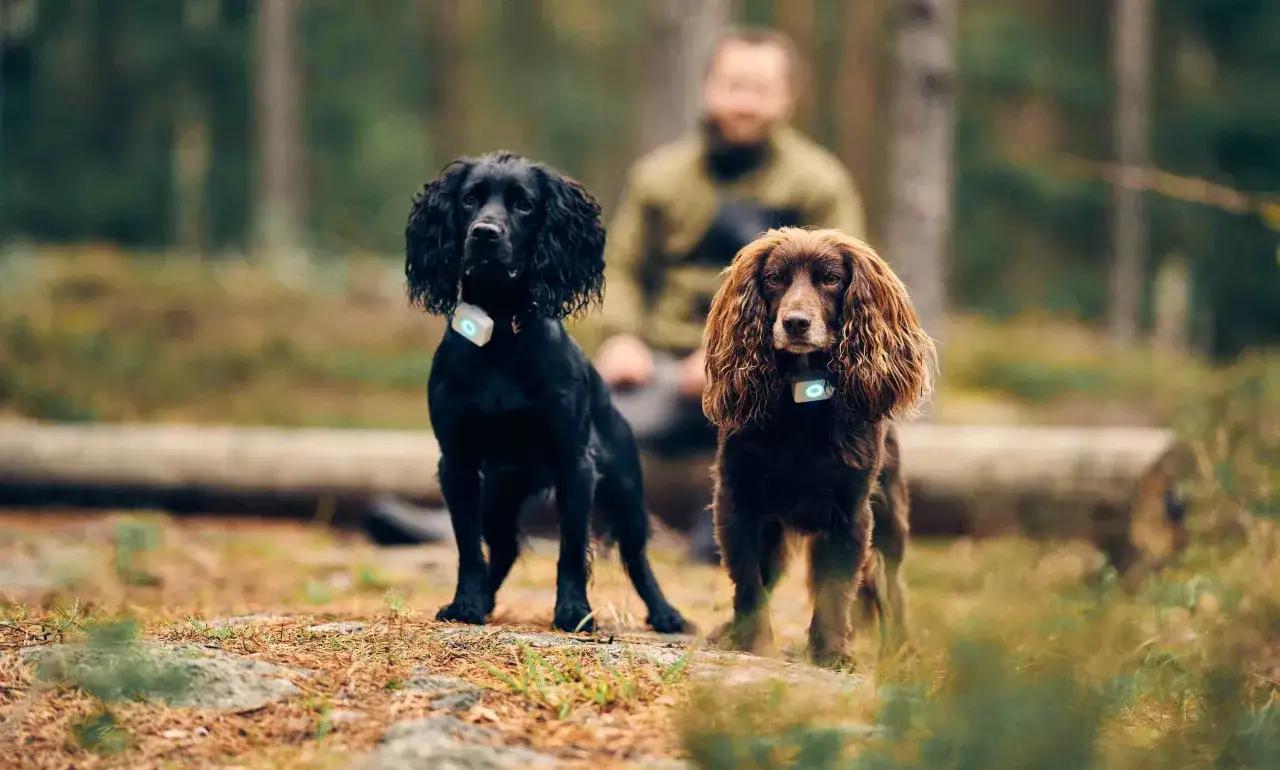 Två cocker spaniel i skogen, en svart och en brun, båda med GPS-halsband.
