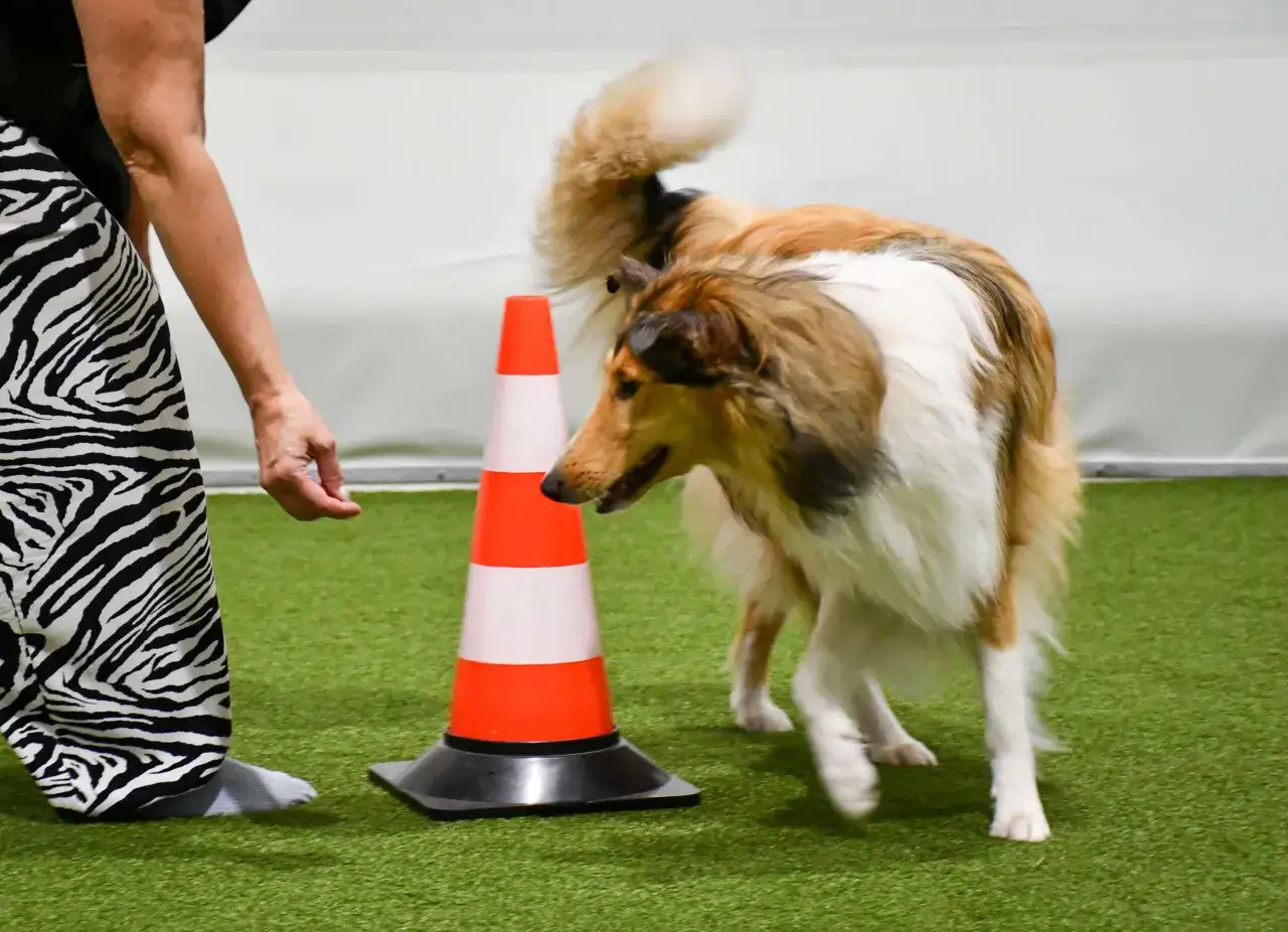 En hund med lång, fluffig päls tränar agility runt en kon. En person med randiga byxor ger instruktioner. En rolig aktivitet med hund.