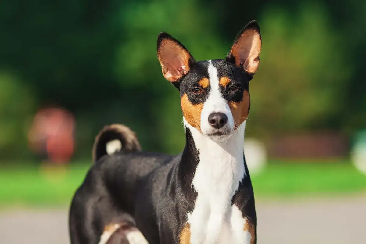 En basenji, k&auml;nd f&ouml;r att vara en av de tysta hundraserna, tittar rakt fram med sina uppr&auml;ttst&aring;ende &ouml;ron.