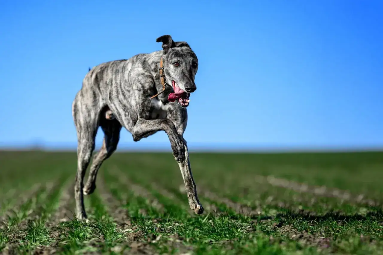 En tigrerad greyhound hund springer &ouml;ver ett f&auml;lt med gr&ouml;nskande gr&ouml;dor under en klarbl&aring; himmel.