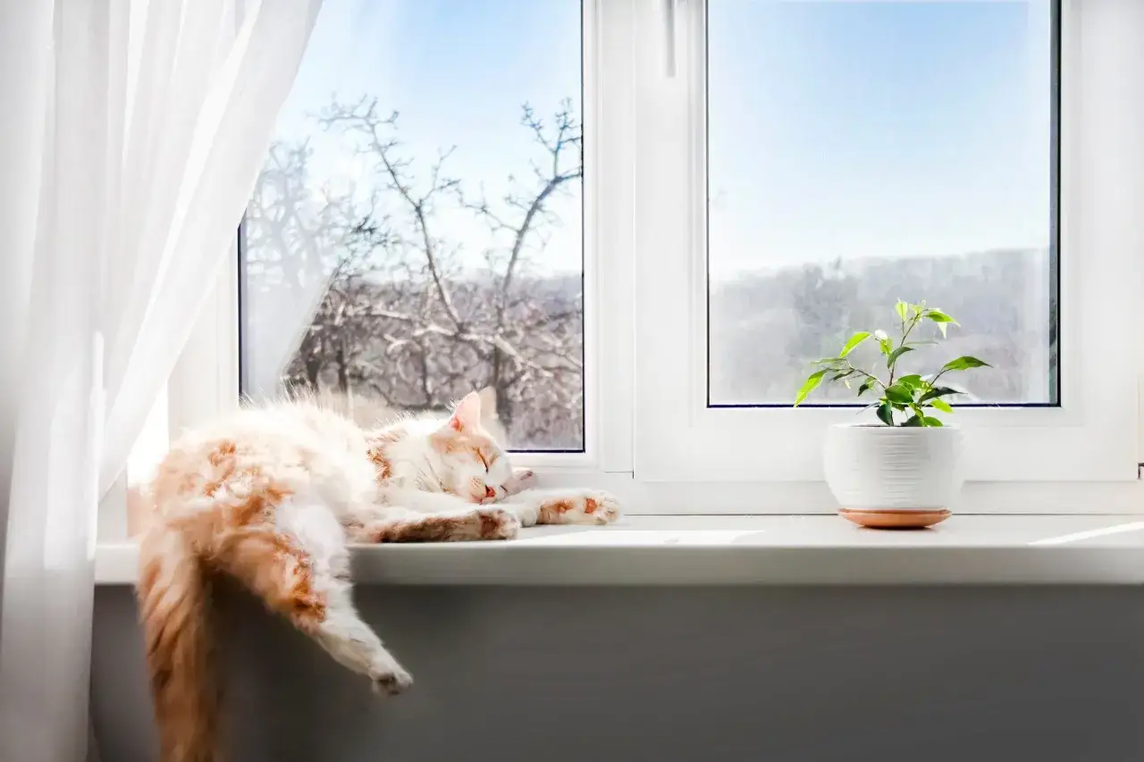 En katt sover p&aring; en f&ouml;nsterbr&auml;da. Bredvid den st&aring;r en krukv&auml;xt, en av de f&aring; blommor som katter t&aring;l.