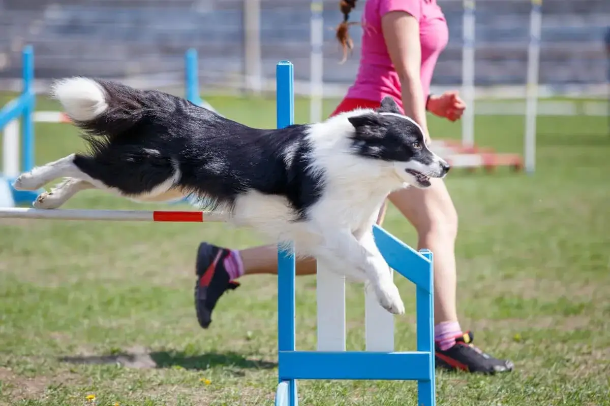 En svartvit border collie hoppar &ouml;ver ett hinder i en agilityt&auml;vling. Hunden &auml;r i luften med alla tassar str&auml;ckta. En person i rosa tr&ouml;ja springer bakom.