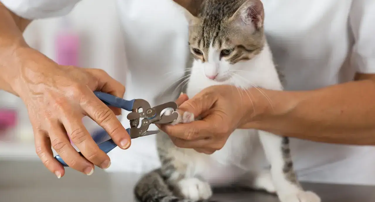 En person klipper försiktigt en kattunges klor med en klotång. Katten ser lugn ut medan dess pulpa klo trimmas.