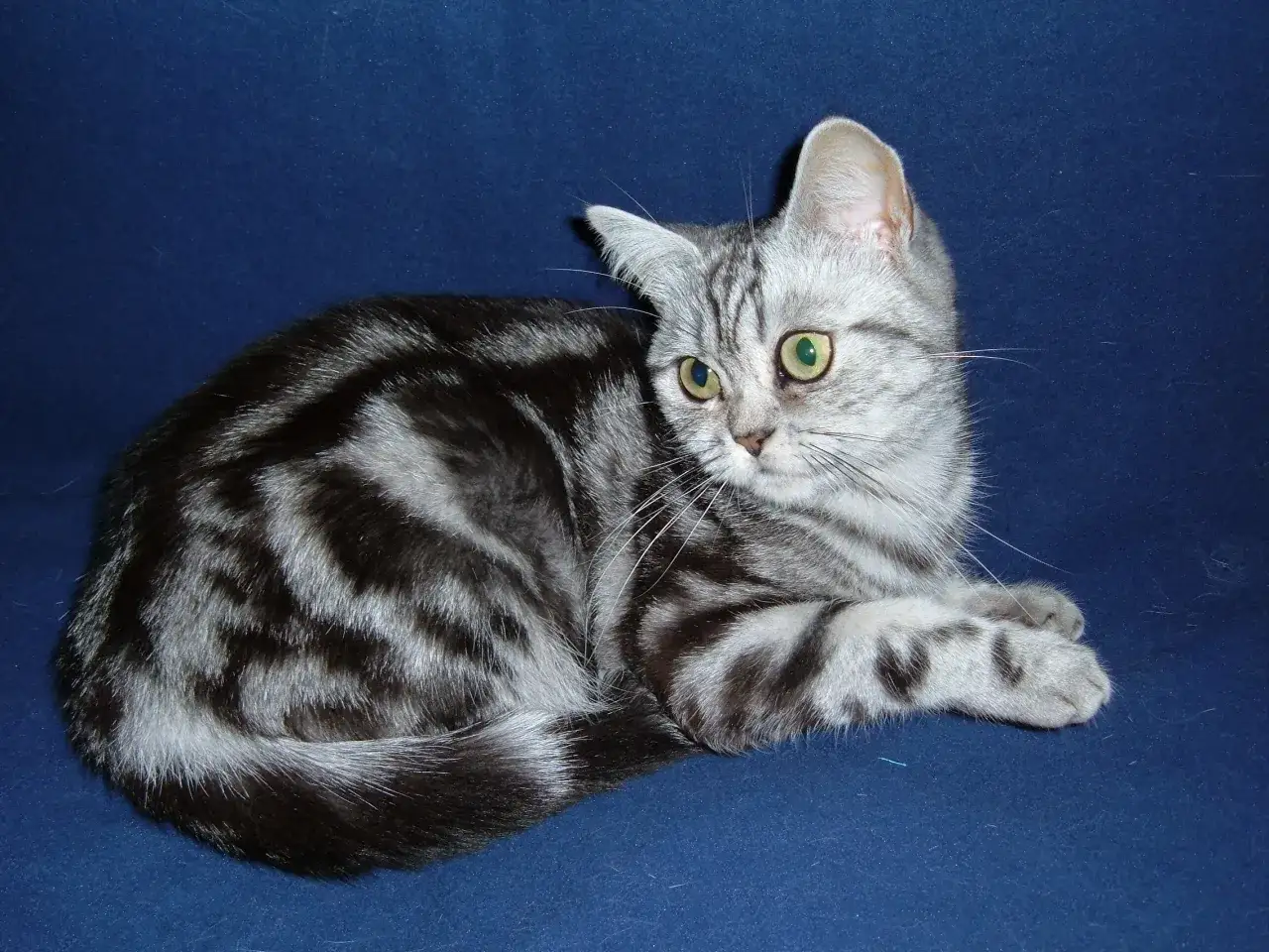 En vacker brittisk korthår tabby med gröna ögon ligger på en mörkblå bakgrund.