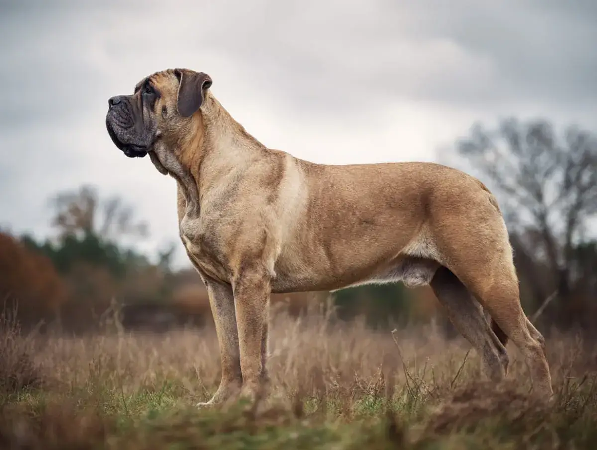 Stor, muskul&ouml;s hund av mastiff liknande raser st&aring;r i ett f&auml;lt med h&ouml;gt gr&auml;s.