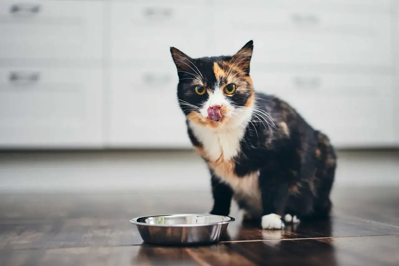 En vacker katt med tungan ute slickar sig runt munnen vid en tom matskål, redo för sitt spannmålsfria kattfoder.