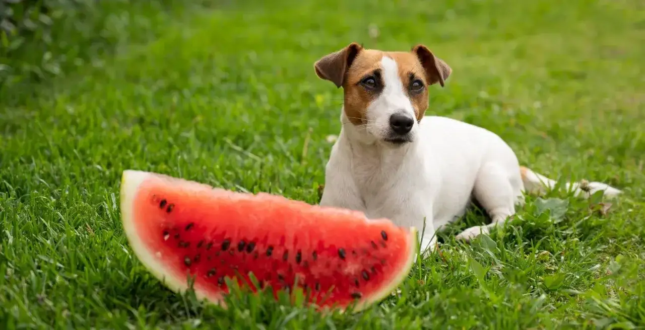 En söt jack russell terrier ligger på gräset bredvid en saftig bit vattenmelon. En perfekt sommardag för denna vattenmelon hund.
