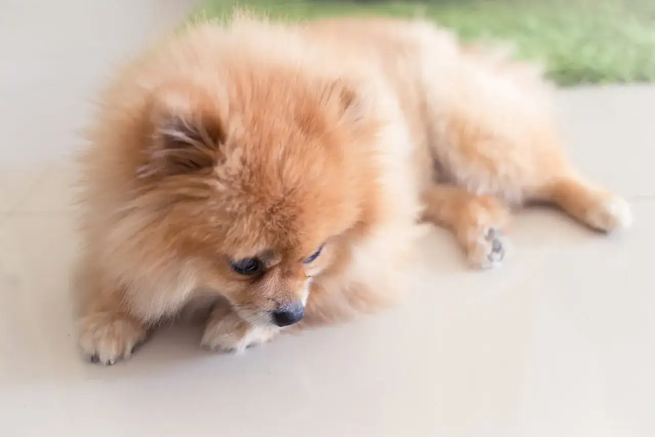 En söt pomeranianhund ligger på golvet. Kanske har den pomeranian allergi och behöver vila.