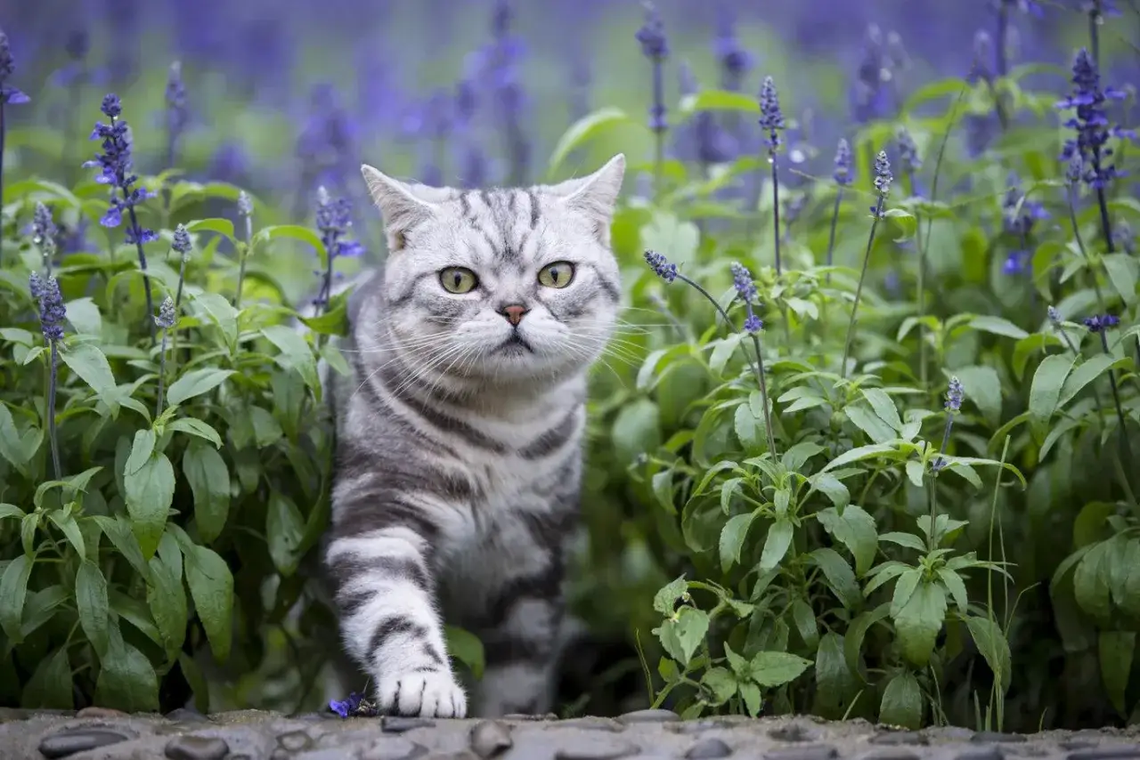 En grårandig katt smyger sig fram genom en lummig rabatt med lavendel.