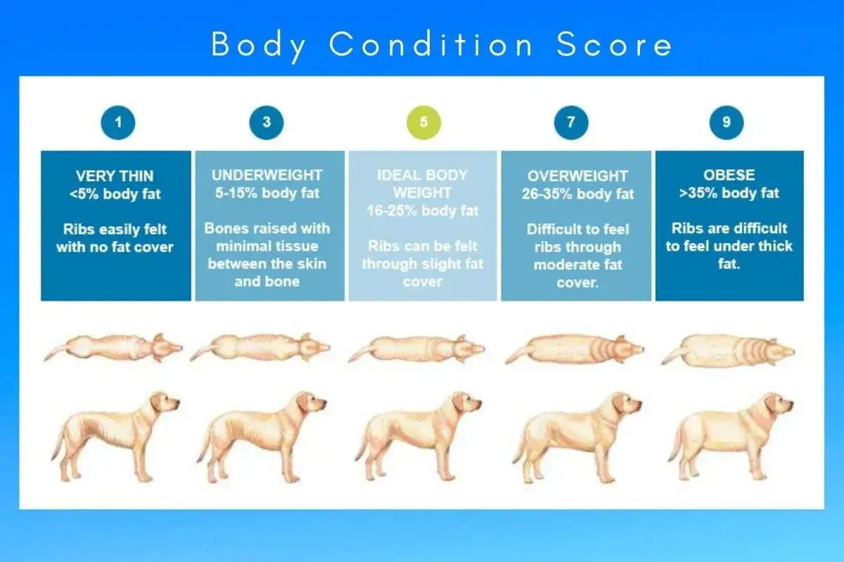 Guide för att bedöma en golden retrievers vikt. Visar olika kroppskondition från underviktig till fet.