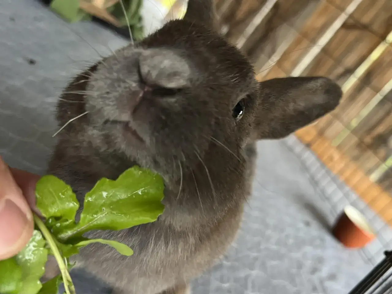 En s&ouml;t kanin njuter av f&auml;rsk ruccola som matas f&ouml;r hand.