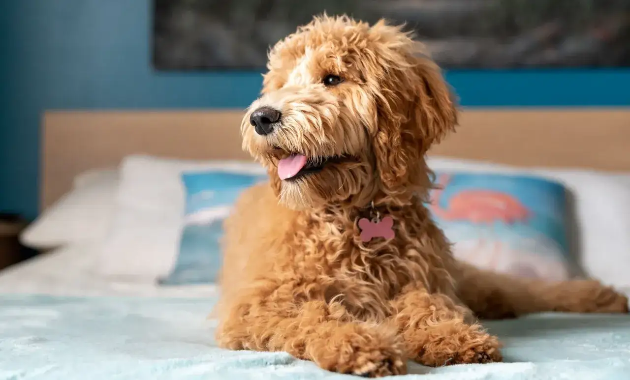 En fluffig, allergifri hund med en rosa benformad bricka vilar p&aring; en s&auml;ng med en kudde med flamingotryck.