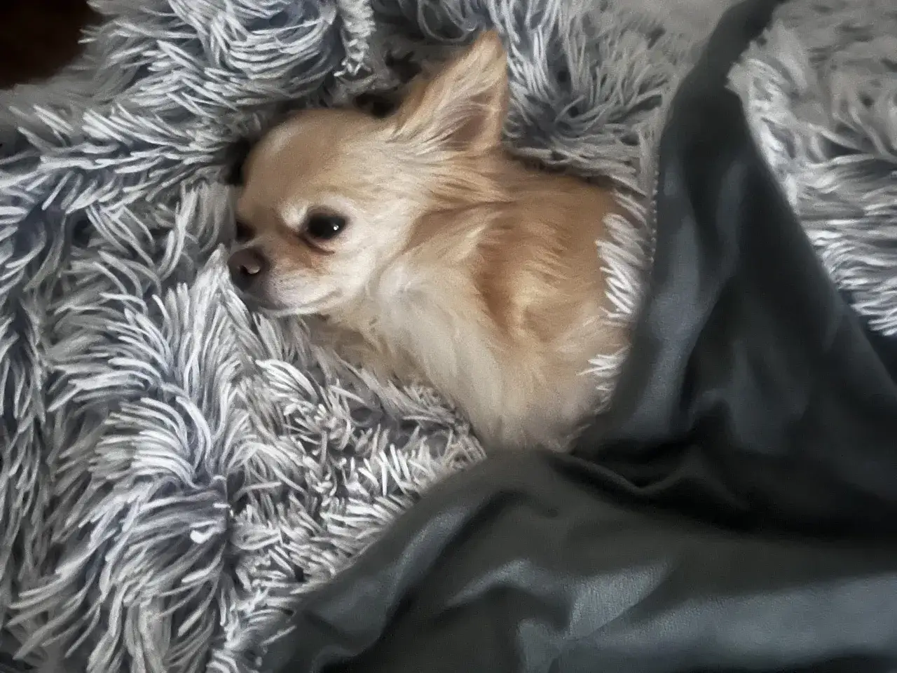 En s&ouml;t chihuahua vilar i en mjuk, fluffig filt. Dess lugna chihuahua psyke lyser igenom dess avslappnade kroppsh&aring;llning.