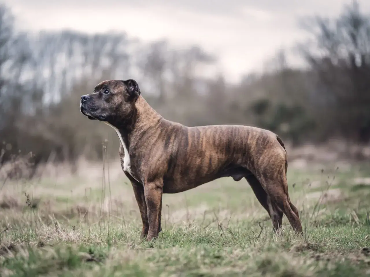En st&aring;tlig brindle Staffordshire Bullterrier st&aring;r i en gr&auml;sbevuxen &auml;ng. Trots sitt kraftfulla utseende &auml;r det viktigt att k&auml;nna till Staffordshire Bullterrier nackdelar, som kan inkludera envishet och behov av tidig socialisering.