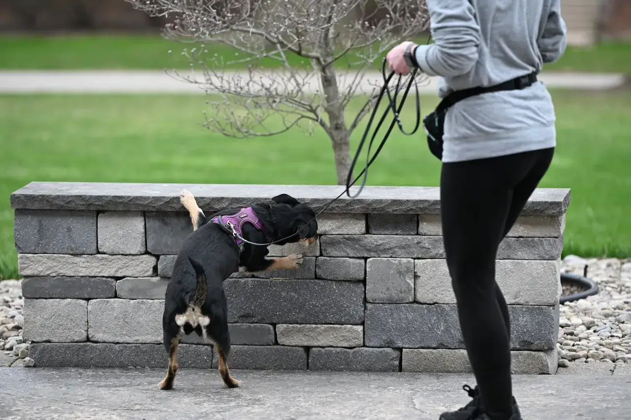 Hunden nosar nyfiket på en stenmur, en del av att aktivera hund på promenad.