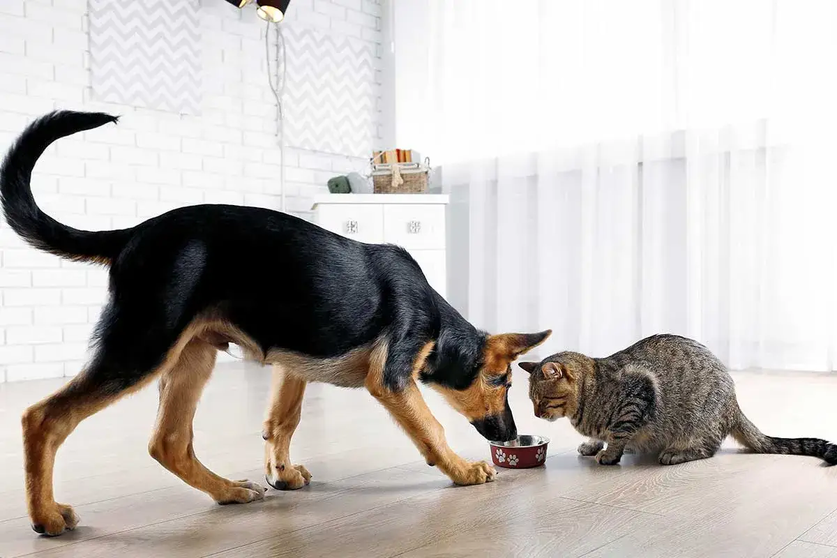 En hund och en katt delar p&aring; mat ur samma sk&aring;l. Kanske &auml;r det kattmat till hund, eller tv&auml;rtom?