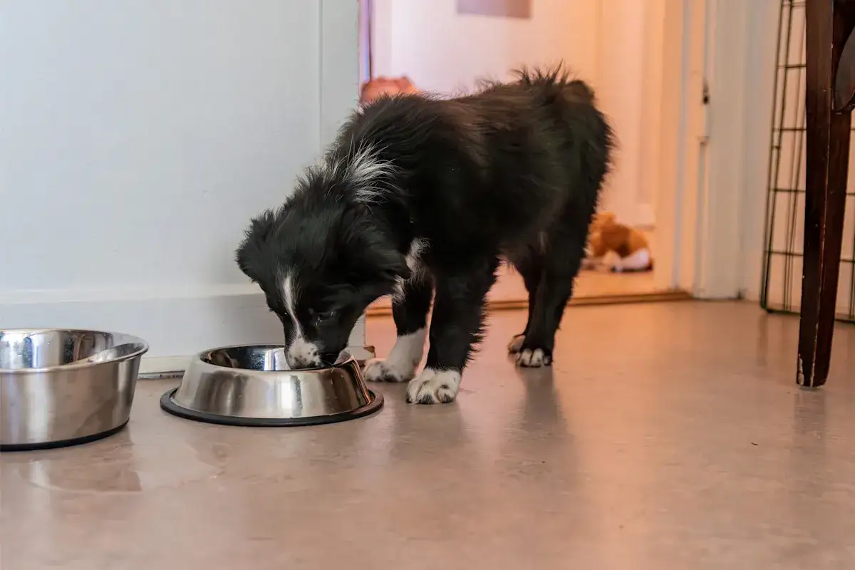 En s&ouml;t valp &auml;ter ur en matsk&aring;l. Snart &auml;r det dags f&ouml;r valpfoder till vuxen hund.