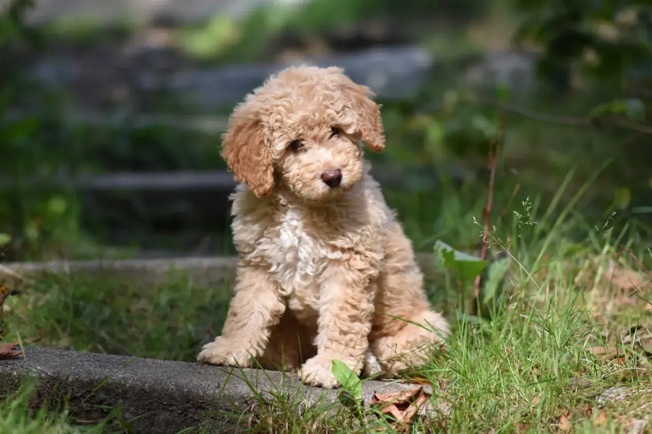 En s&ouml;t labradoodle mini sitter i gr&auml;set och tittar nyfiket.