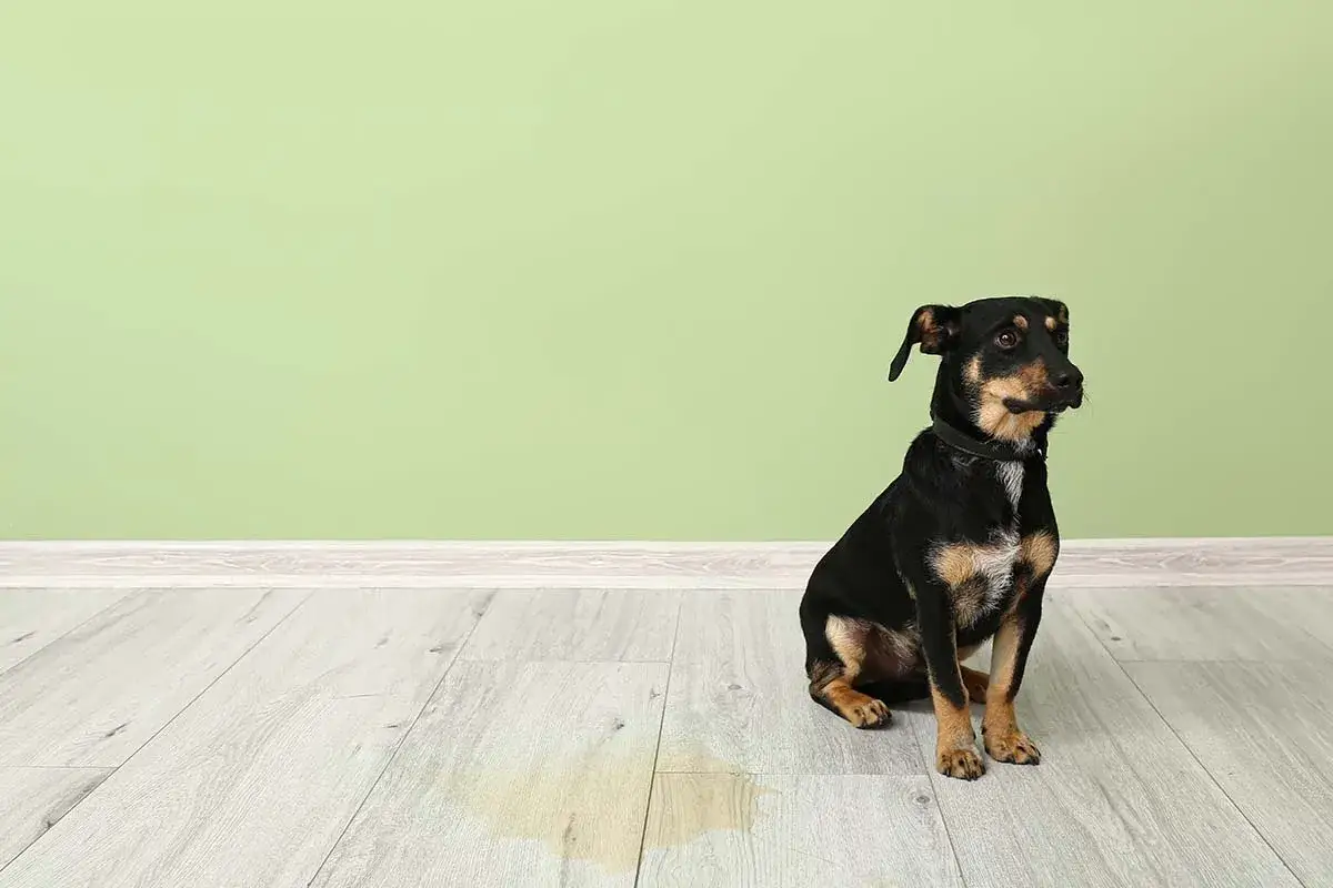 En liten hund sitter p&aring; ett ljust tr&auml;golv bredvid en p&ouml;l. En olycka har skett, en hund kissar inne.