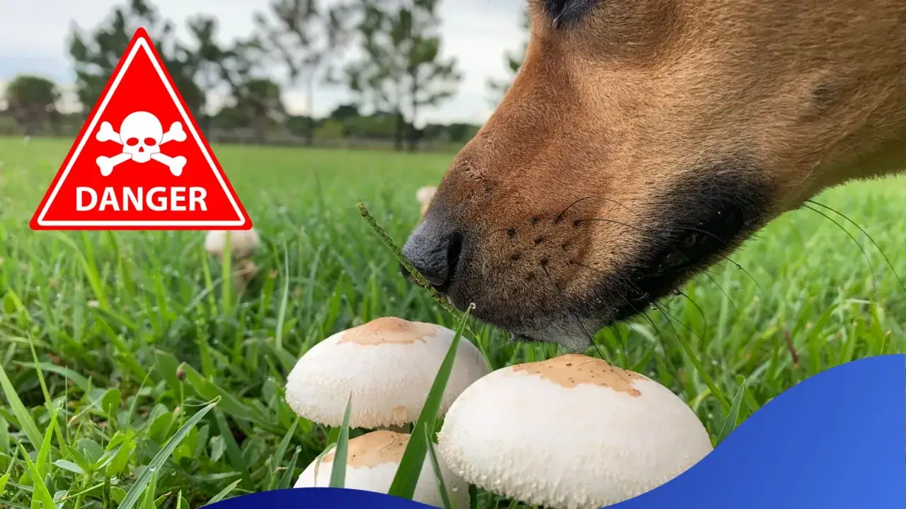 En hund nosar på champinjoner i gräset. En varningsskylt med dödskalle indikerar fara.