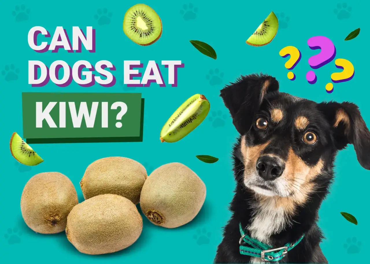 En nyfiken kiwi hund tittar på frukten. Kan hundar äta kiwi? Frågetecken svävar över huvudet.