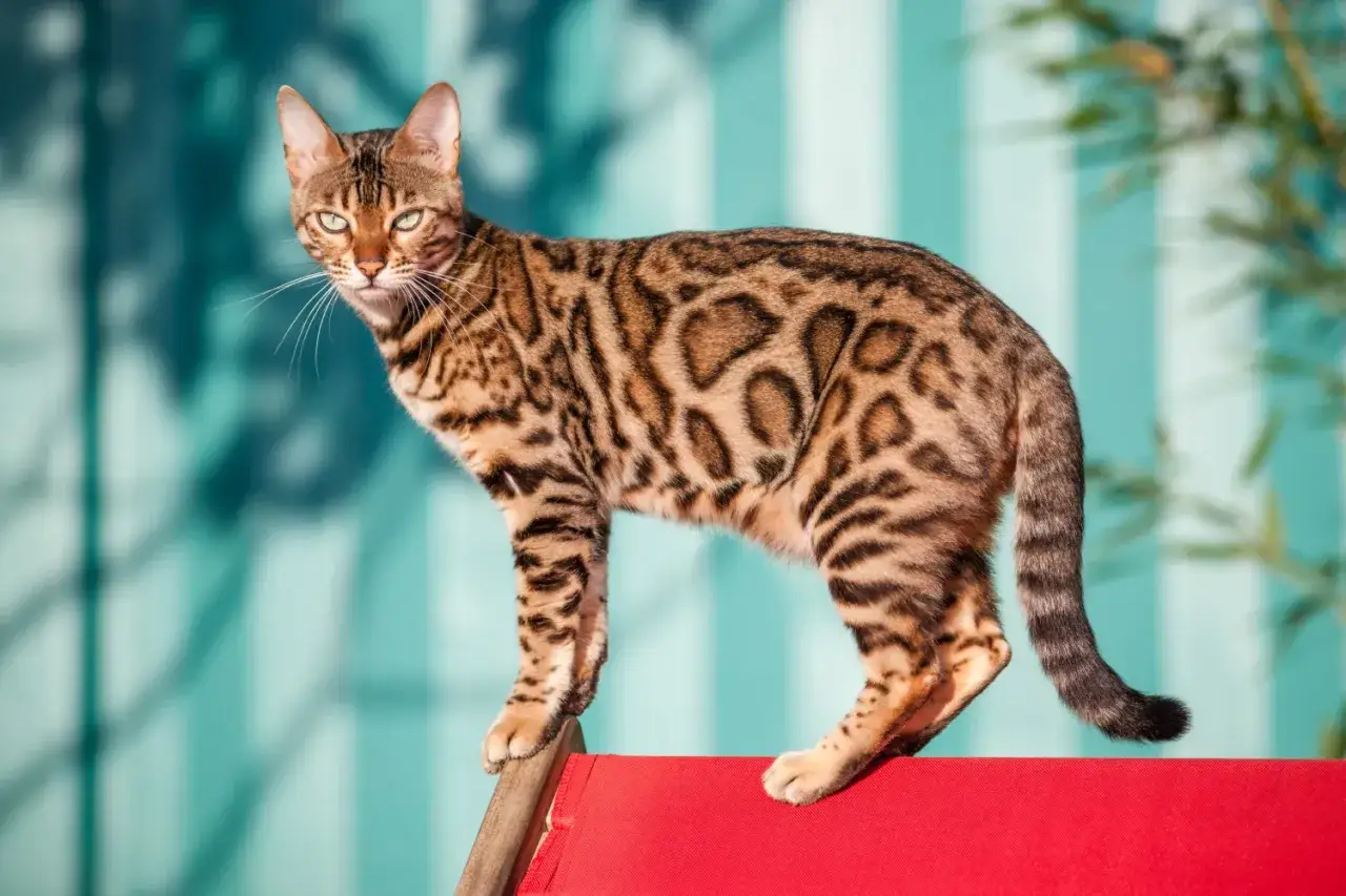 En bengalkatt med vackra fl&auml;ckar, en av de stora kattraser, st&aring;r p&aring; en r&ouml;d yta mot en turkos bakgrund.