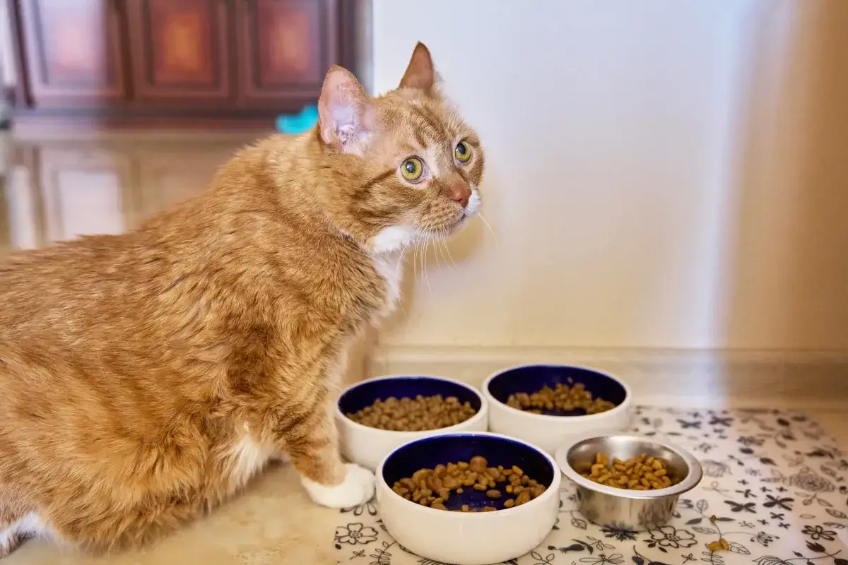 En orange katt tittar på flera skålar med seniorfoder katt.