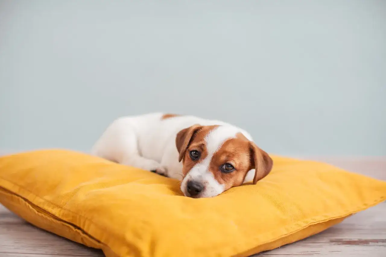 En söt Jack Russell-valp ligger uttråkad på en gul kudde. Denna understimulerade hund ser lite ledsen ut.