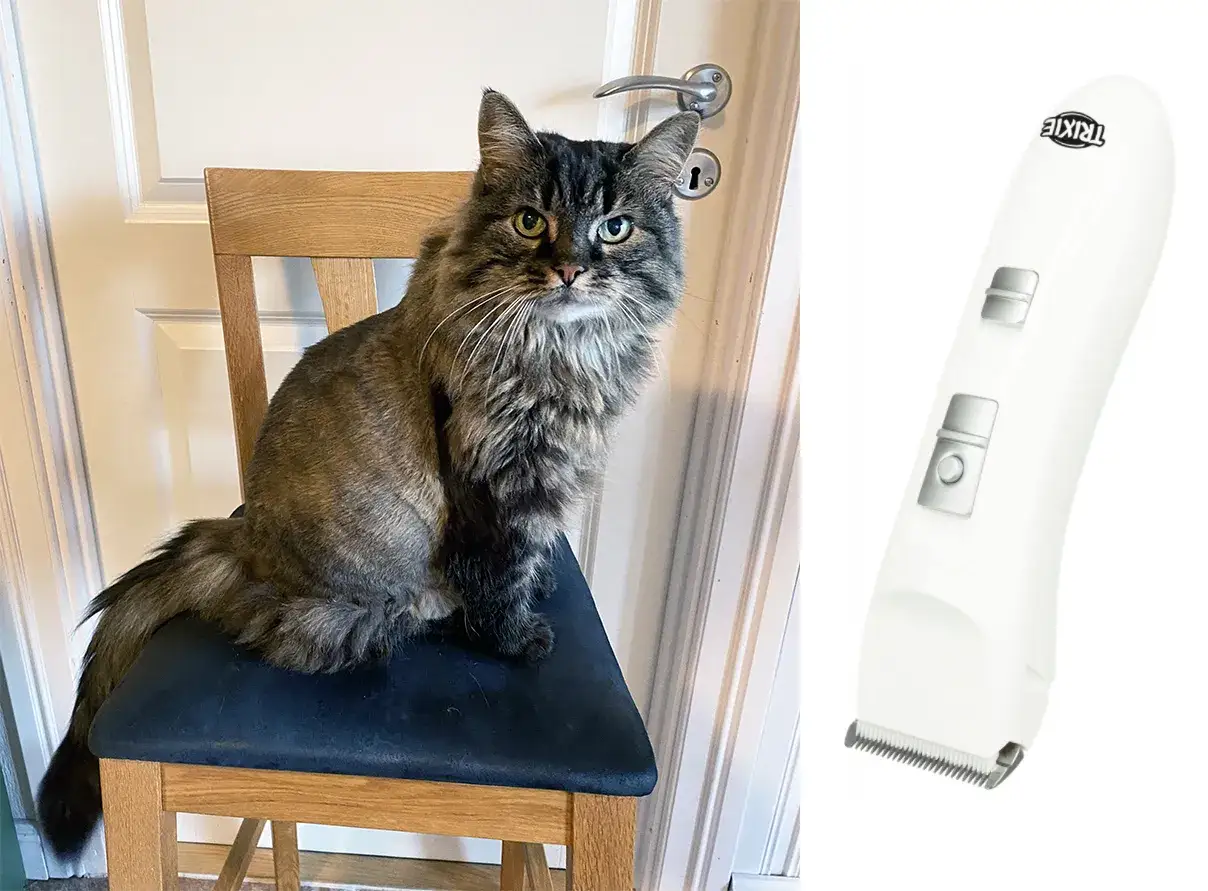 En långhårig katt sitter på en stol bredvid en klippmaskin.