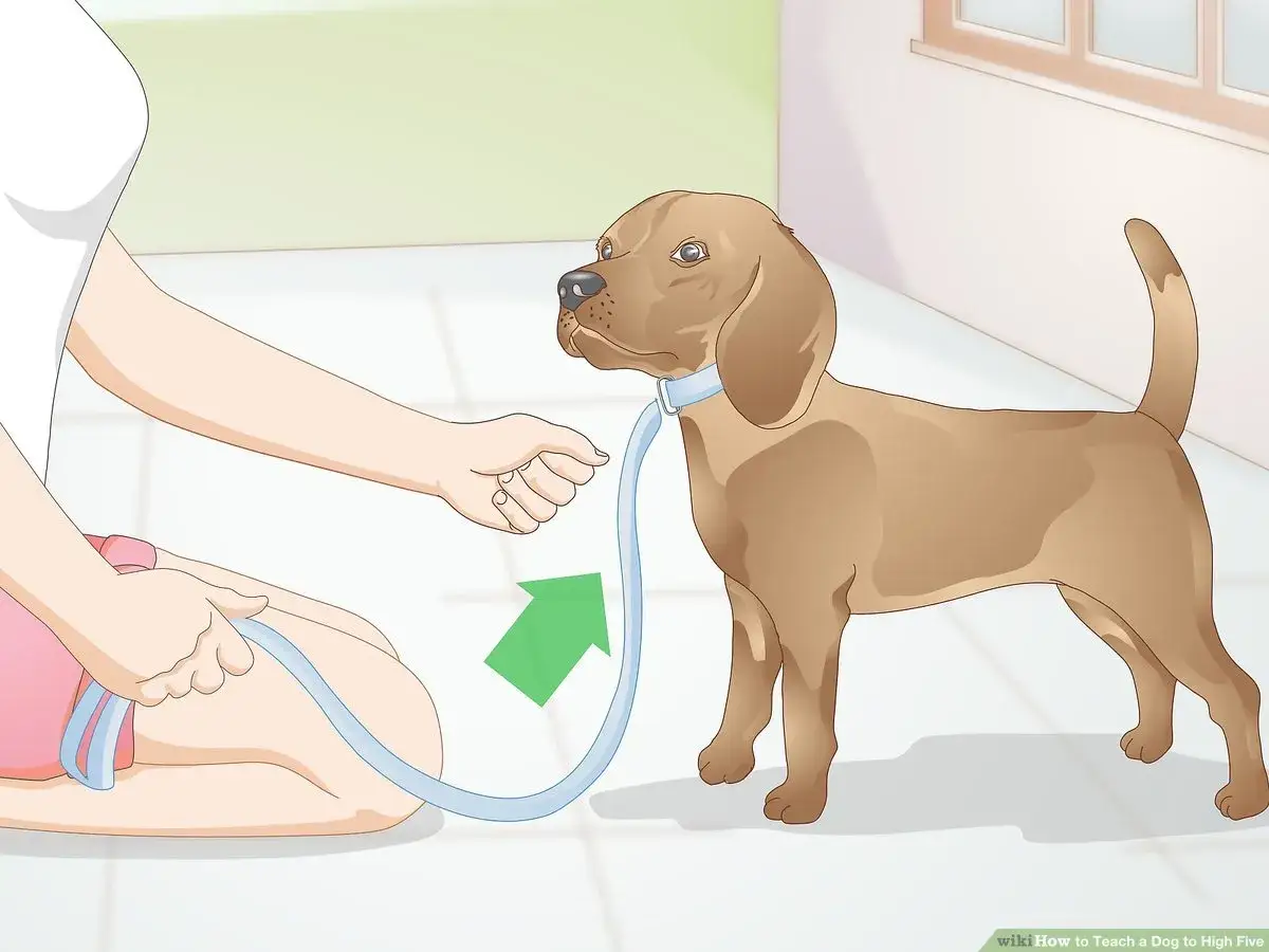 En person tränar sin hund att ge high five. Hunden står redo att lyfta tassen.