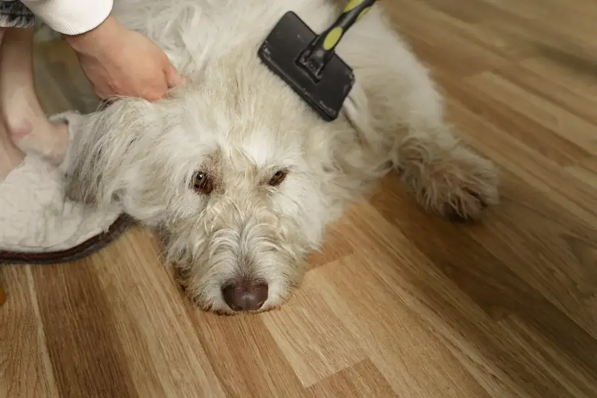 En person reder ut tovor på en vit hund med en borste. Hunden ligger på ett trägolv.