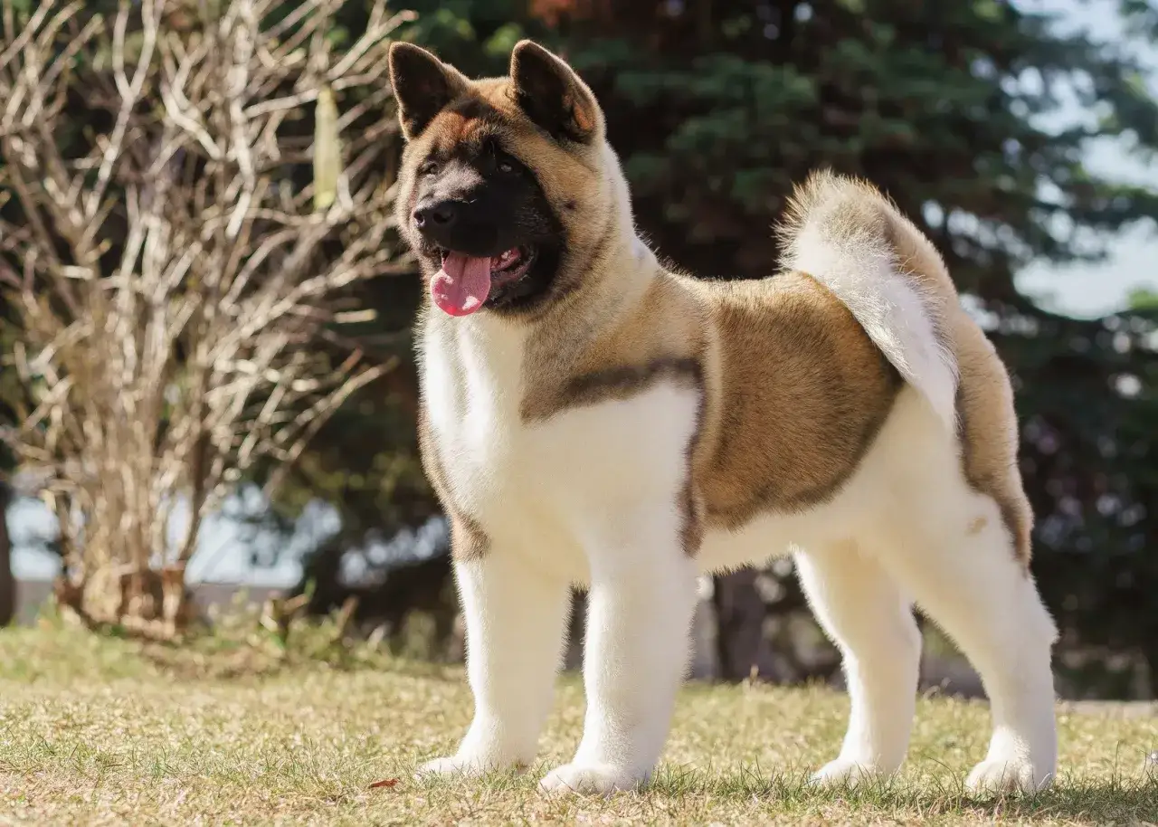 En stolt akita inu st&aring;r i gr&auml;set med tungan ute.