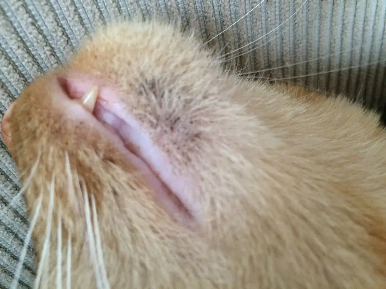 Närbild på en katts haka med små svarta prickar, som kan vara tecken på katt akne.