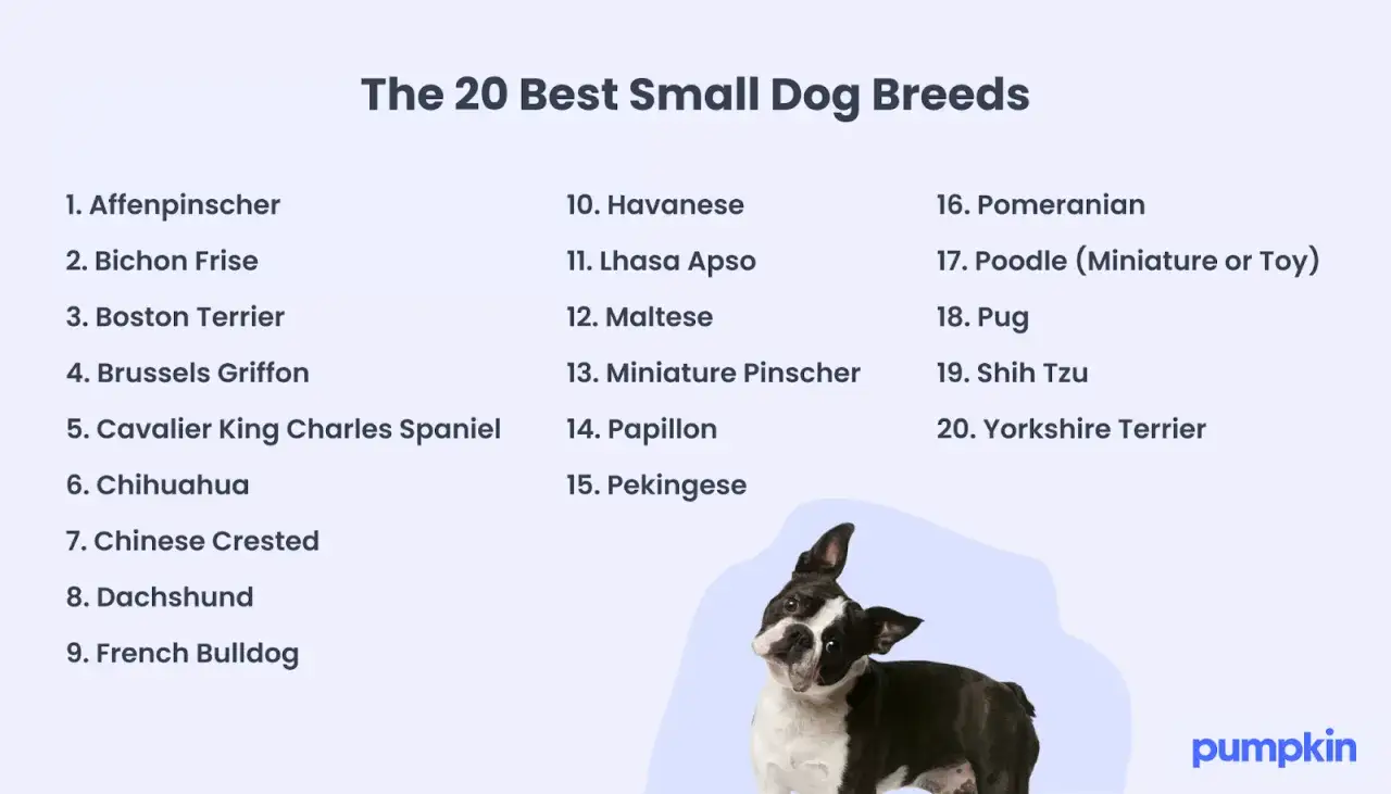 Lista över de 20 bästa små hundraserna, med en söt Boston Terrier som visar upp sig. Perfekt för dig som älskar små hundar!