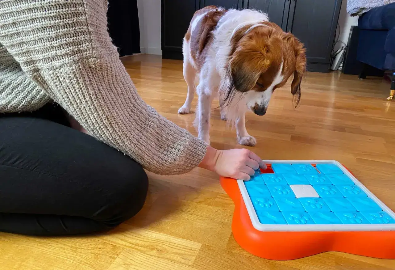 En person hjälper sin hund med en leksak som ger mental stimulans. Hunden tittar koncentrerat på pusslet.